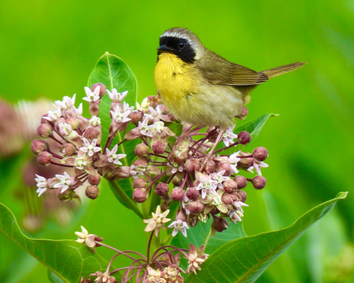 Common Yellowthroat - ML620891520