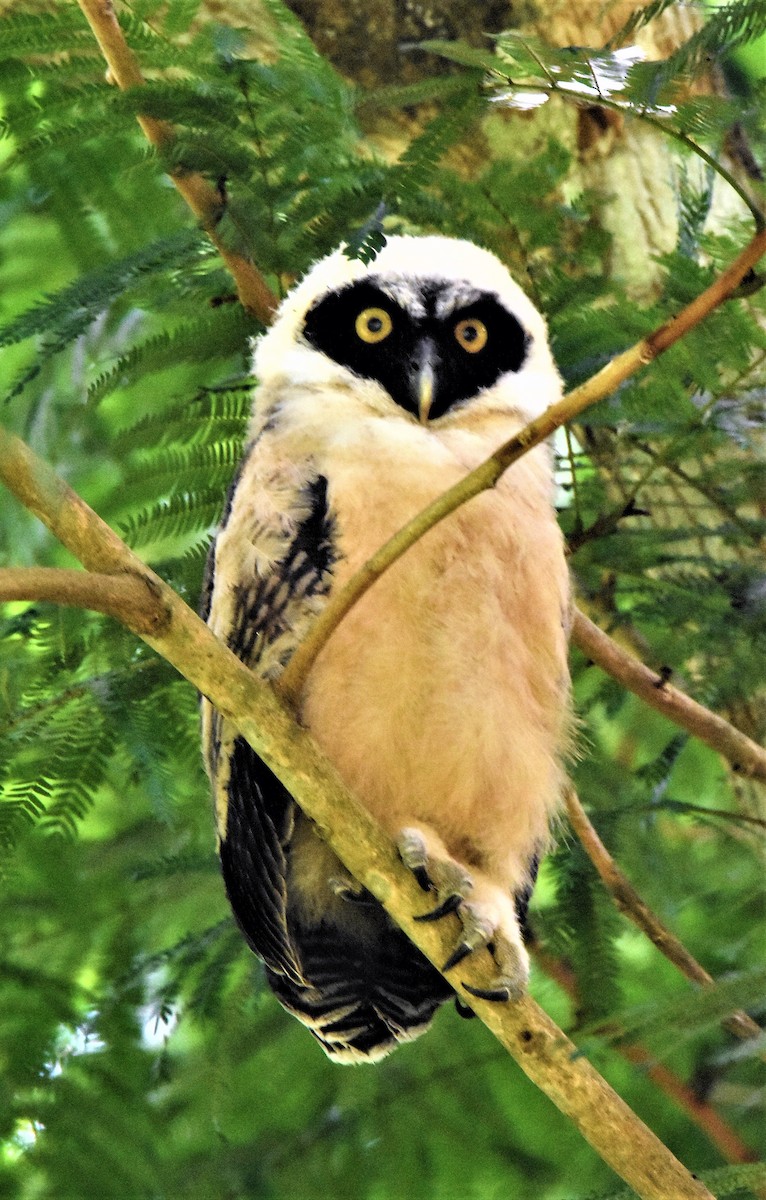 Spectacled Owl - ML620891521
