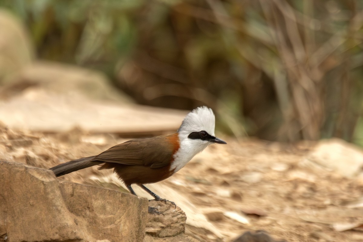 White-crested Laughingthrush - ML620891526