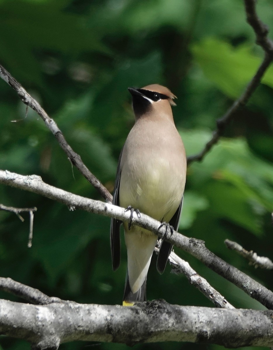 Cedar Waxwing - ML620891528