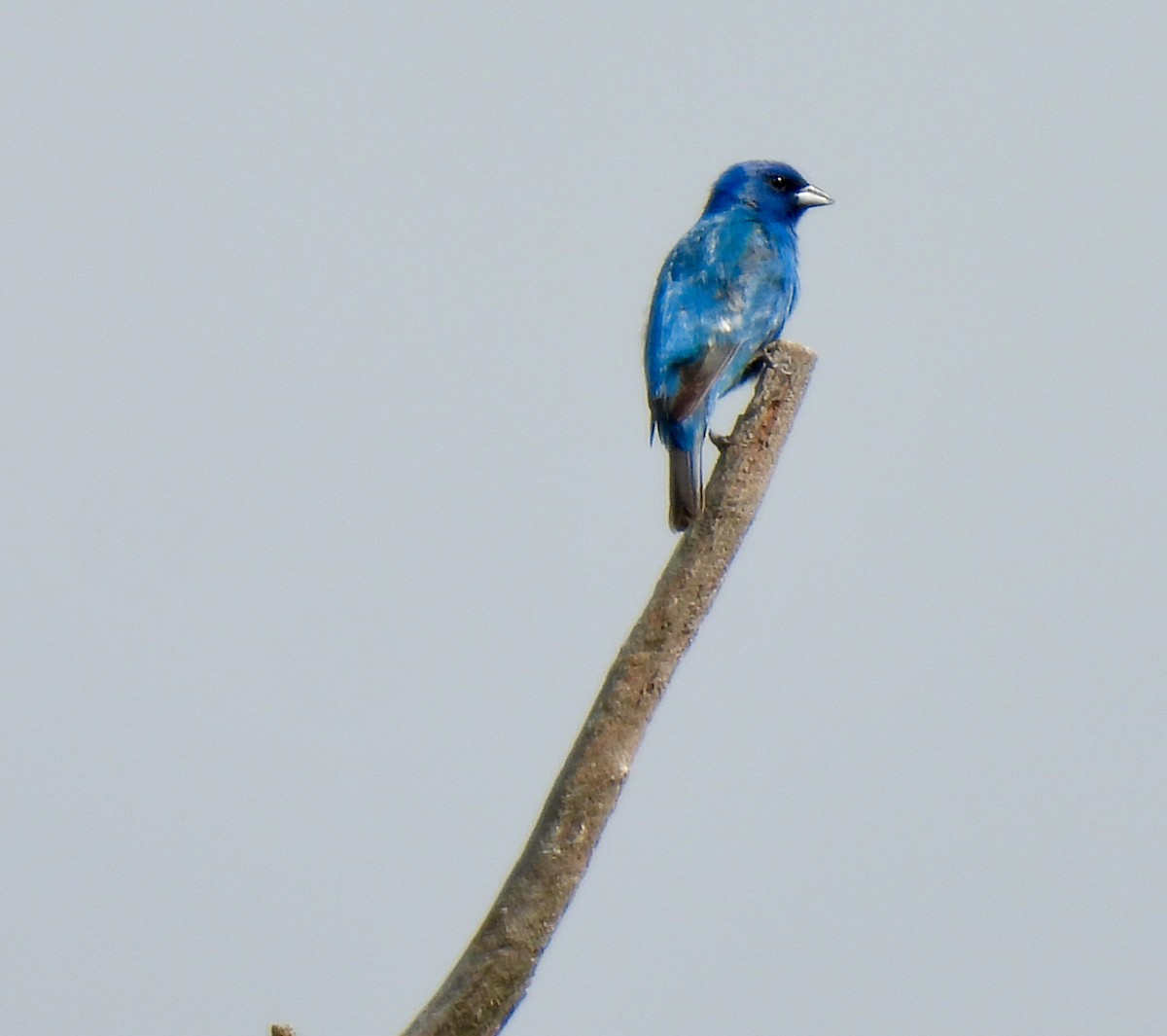 Indigo Bunting - ML620891529