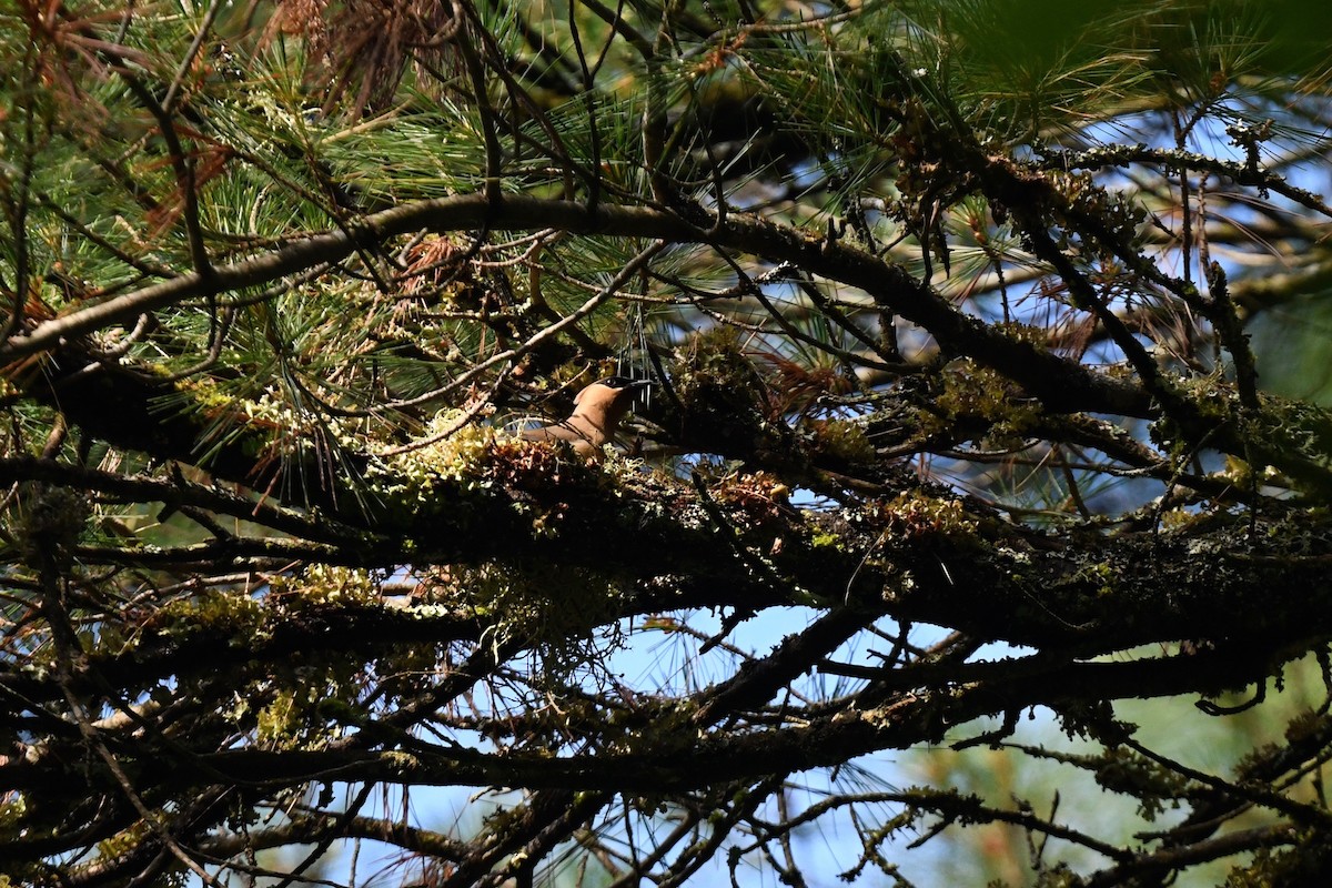 Cedar Waxwing - ML620891531