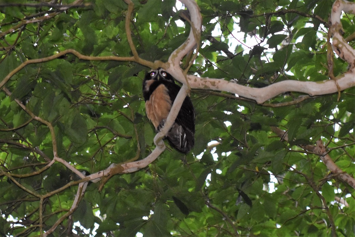 Spectacled Owl - ML620891535