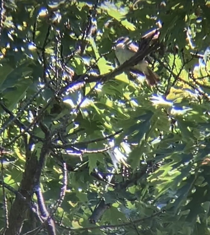 Great Crested Flycatcher - ML620891536