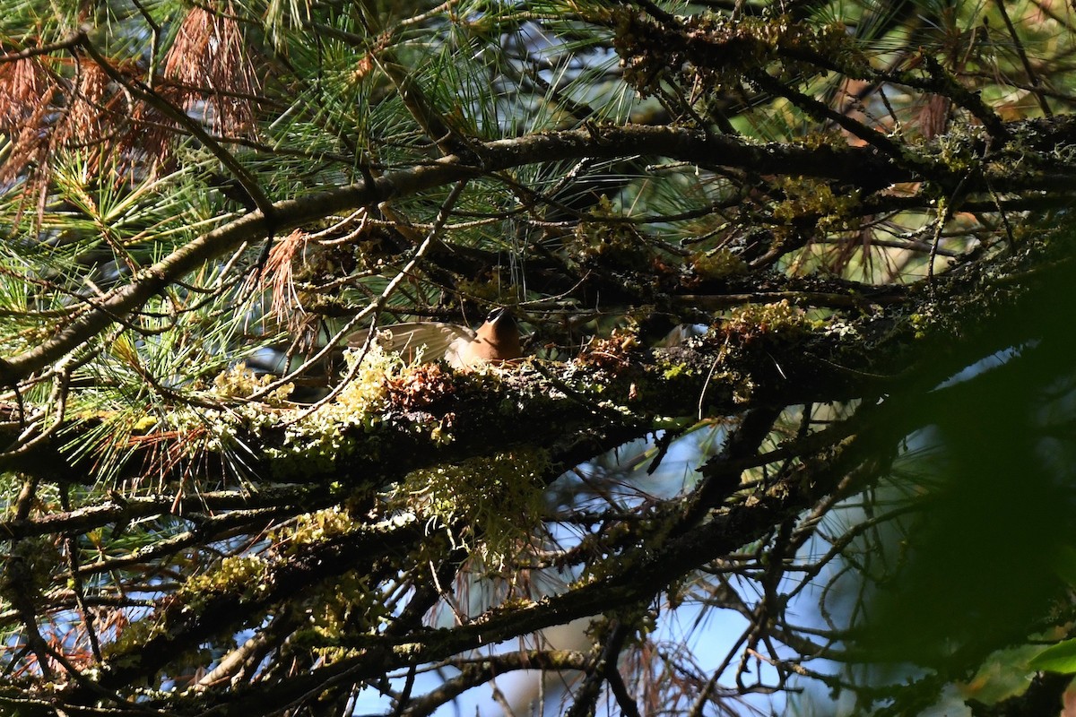 Cedar Waxwing - ML620891537