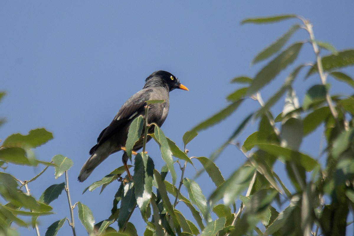 Jungle Myna - ML620891538