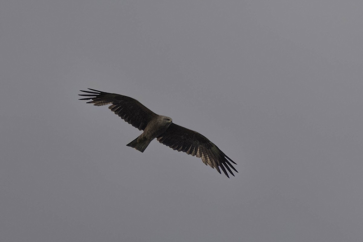 Black Kite - ML620891539