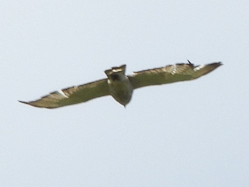 Broad-winged Hawk - ML620891541