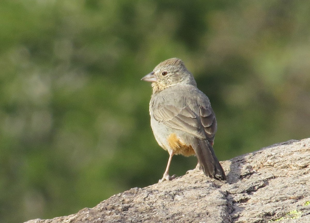 Canyon Towhee - ML620891542