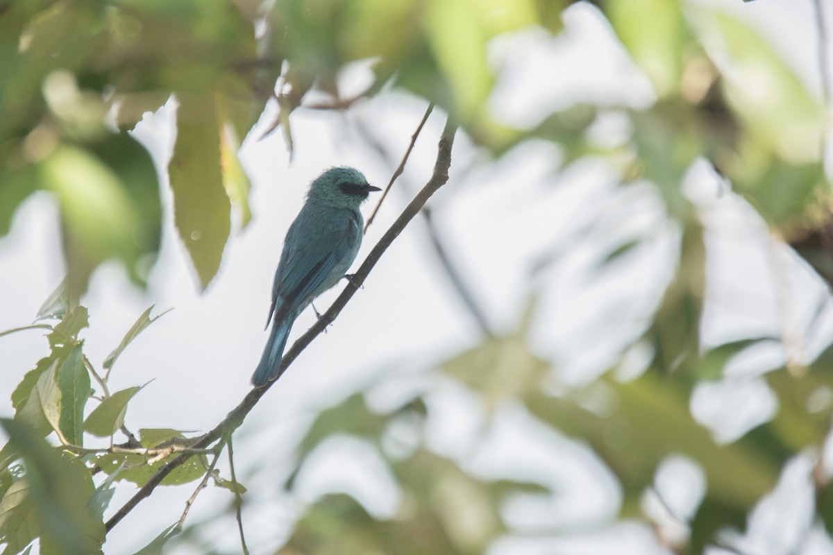 Verditer Flycatcher - ML620891543