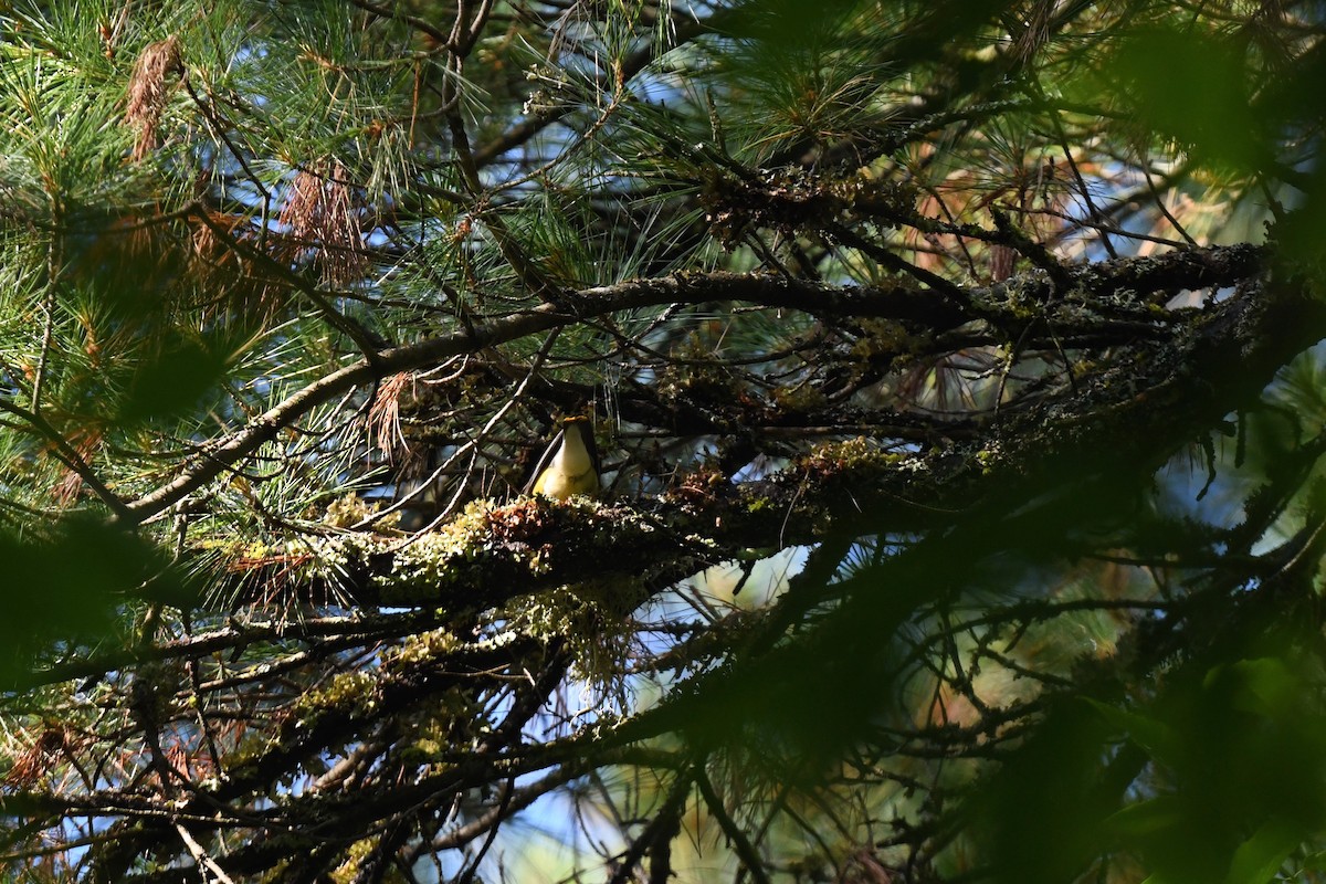 Cedar Waxwing - ML620891545