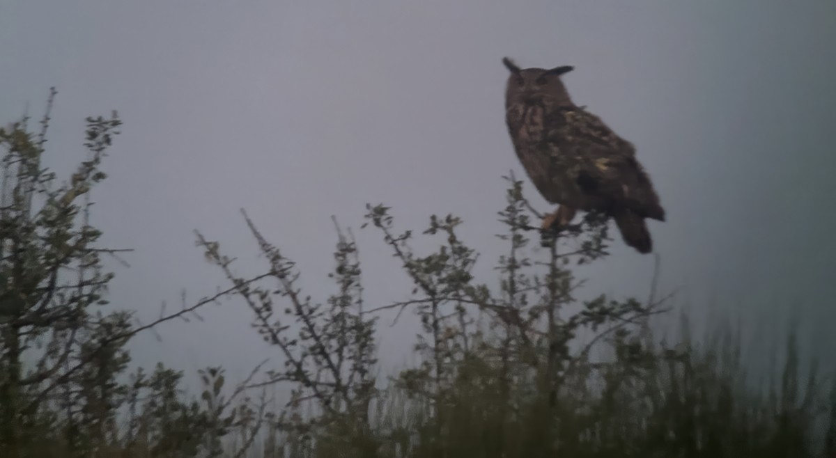 Eurasian Eagle-Owl - Dan Owen