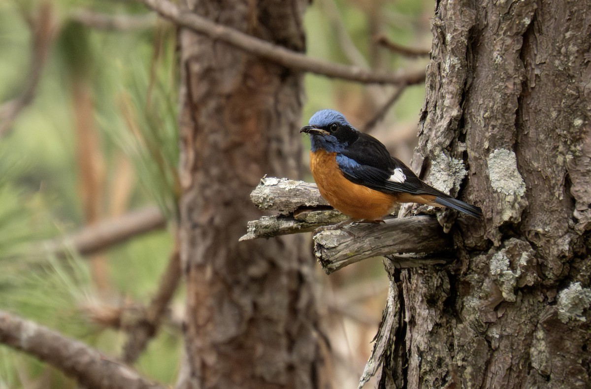 Blue-capped Rock-Thrush - ML620891548