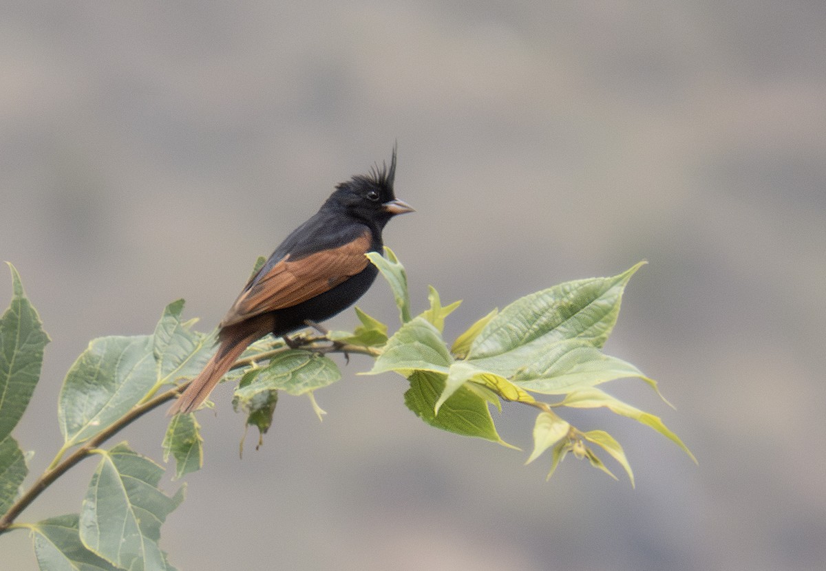 Crested Bunting - ML620891550