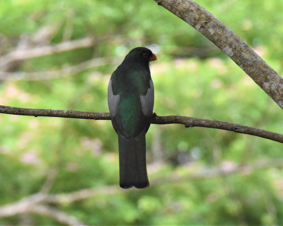 Gartered Trogon - ML620891551