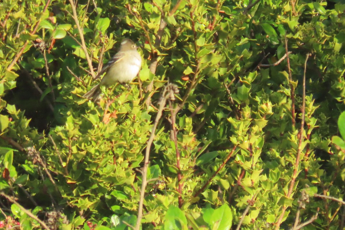 White-crested Elaenia - Patty González CON