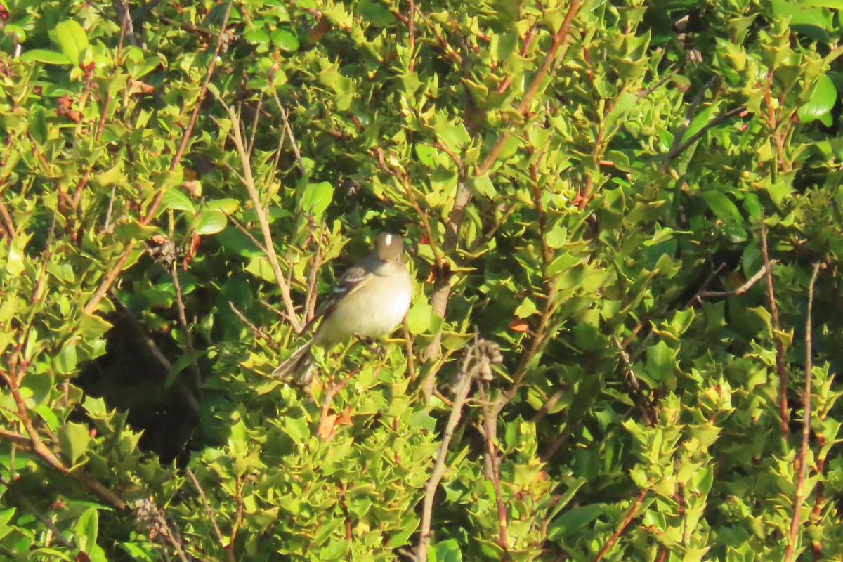 White-crested Elaenia - ML620891554