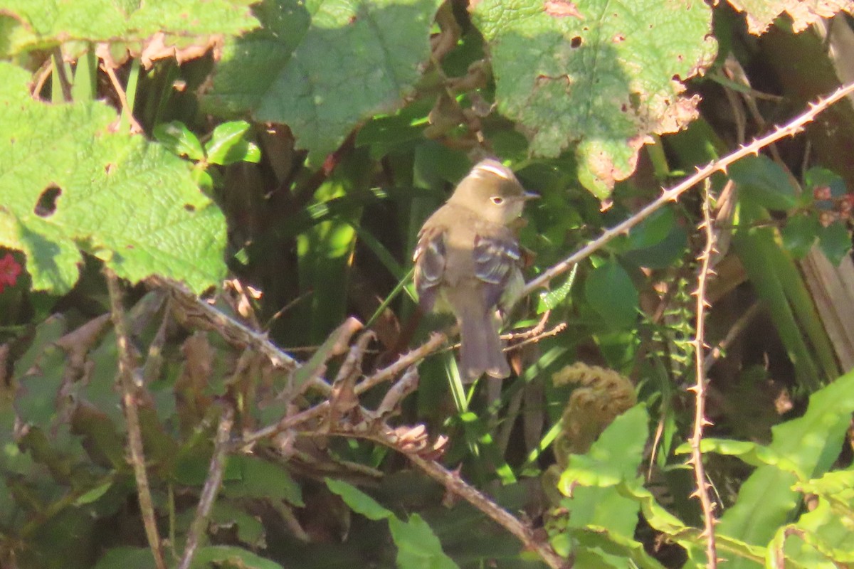 White-crested Elaenia - ML620891555