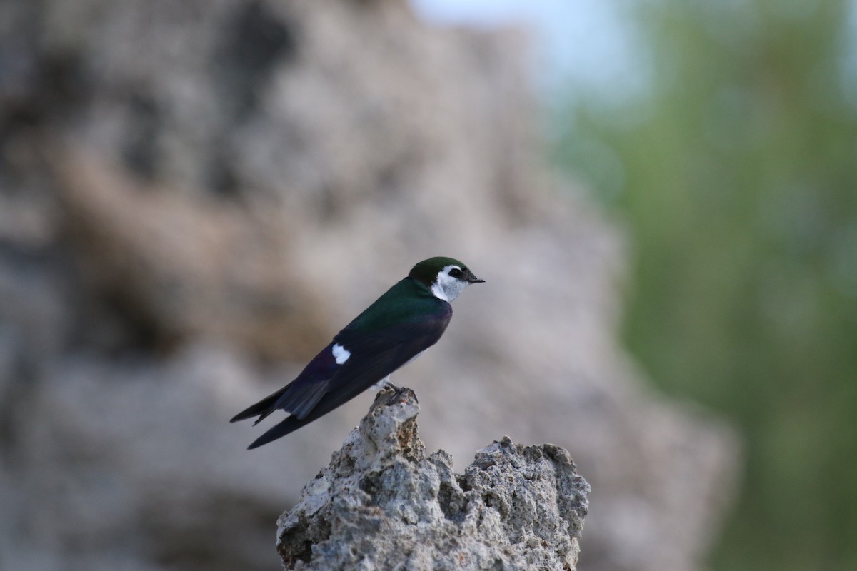 Violet-green Swallow - ML620891557