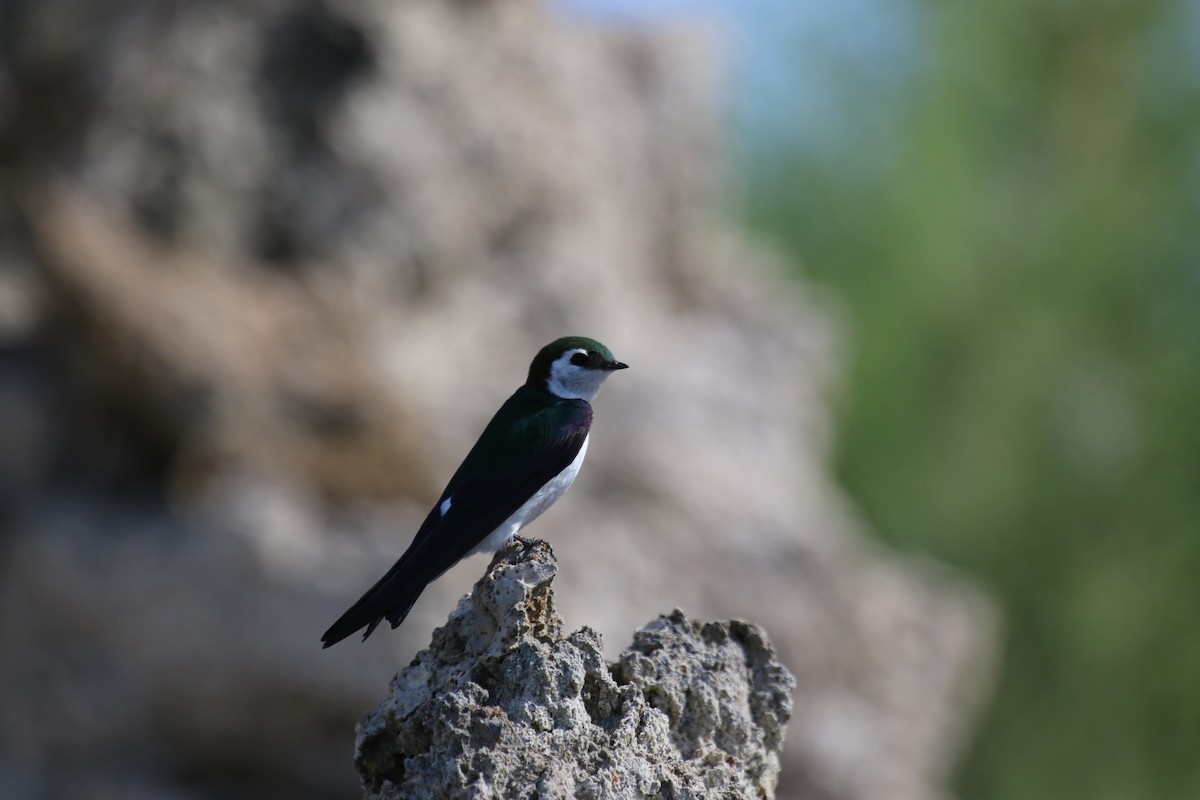 Violet-green Swallow - ML620891558