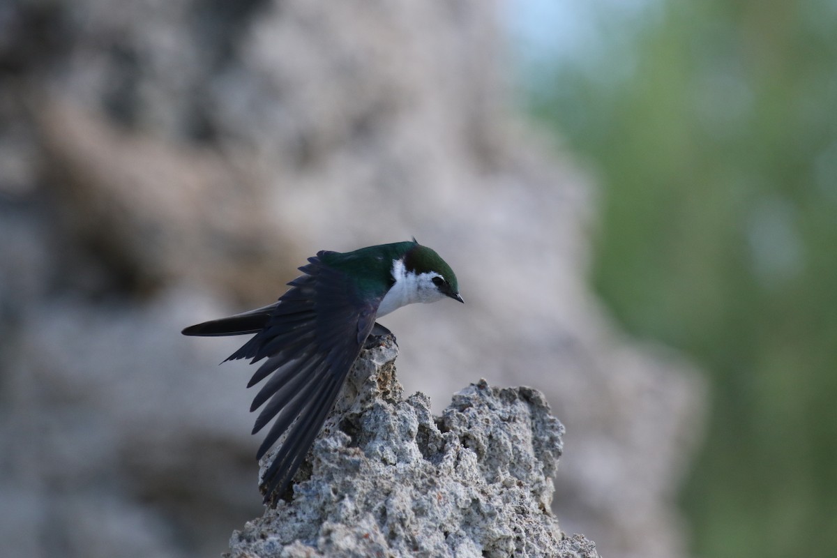 Violet-green Swallow - ML620891561