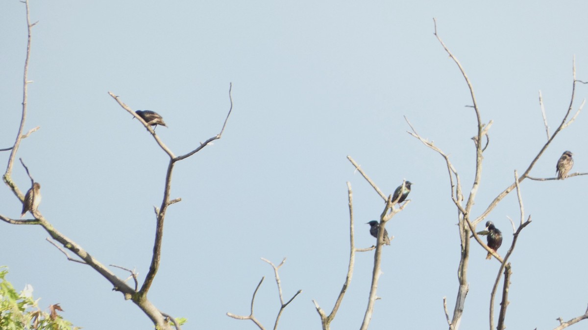 European Starling - Sarah Bowman