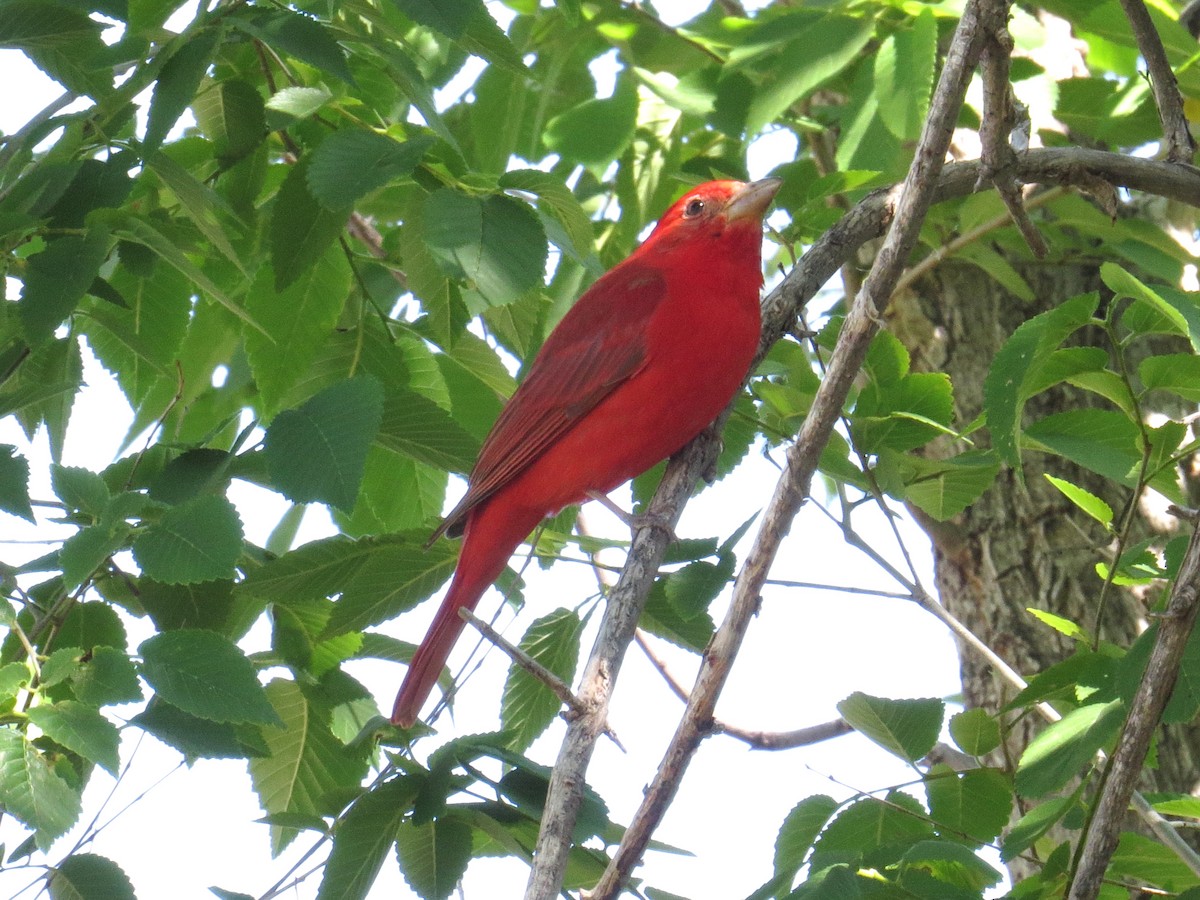 Summer Tanager - Shaun Robson