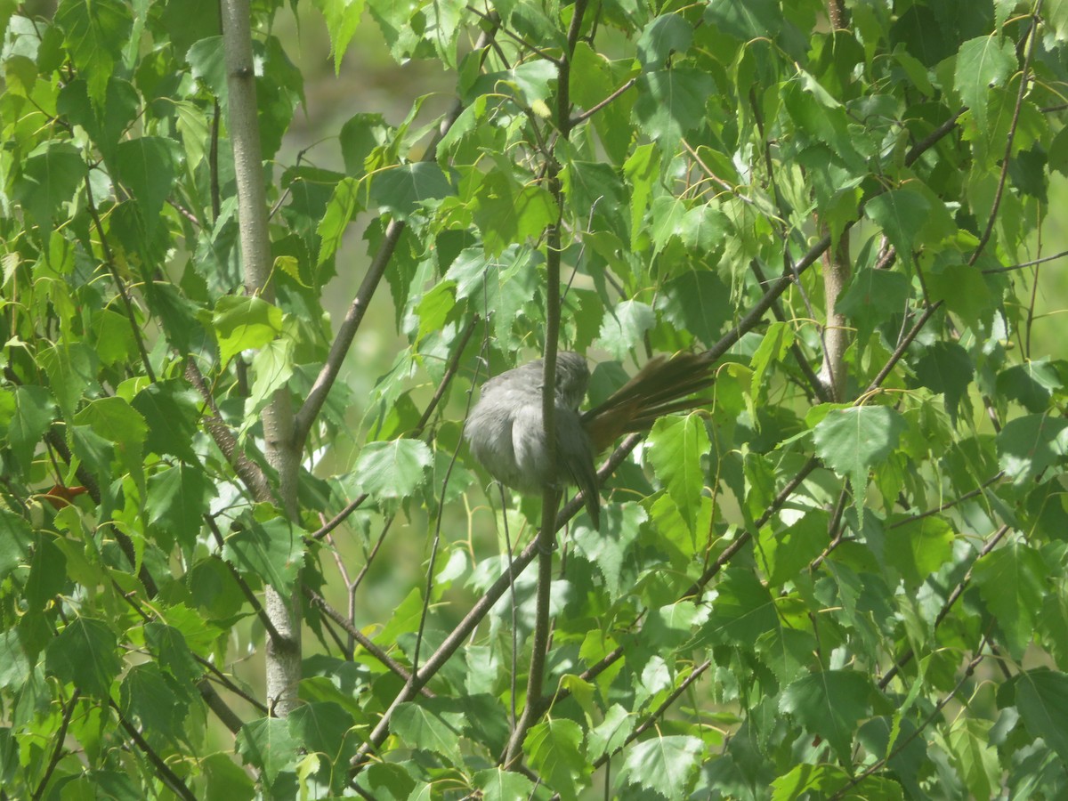 Gray Catbird - ML620891582