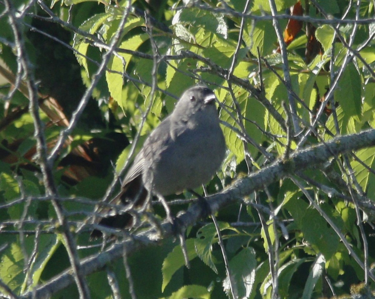 Gray Catbird - ML620891592