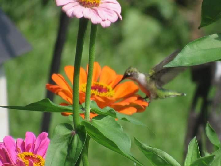 Ruby-throated Hummingbird - ML620891593