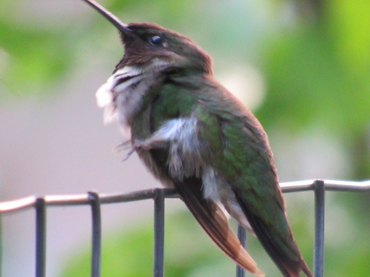 Ruby-throated Hummingbird - ML620891595