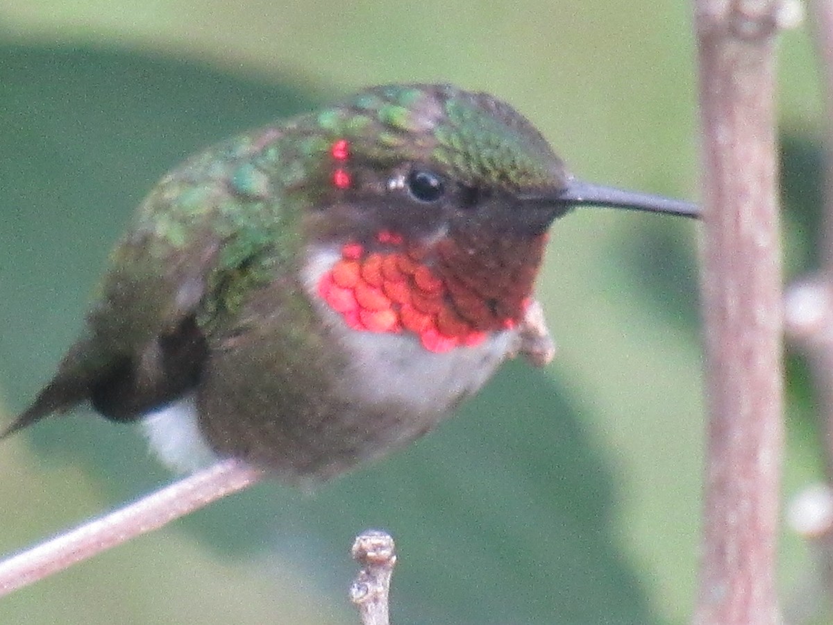 Colibri à gorge rubis - ML620891596