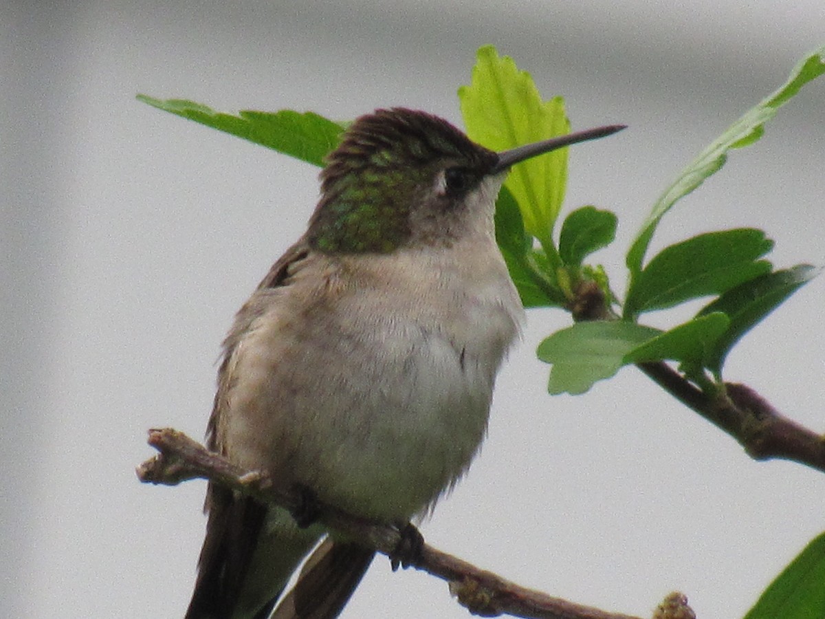 Ruby-throated Hummingbird - ML620891597