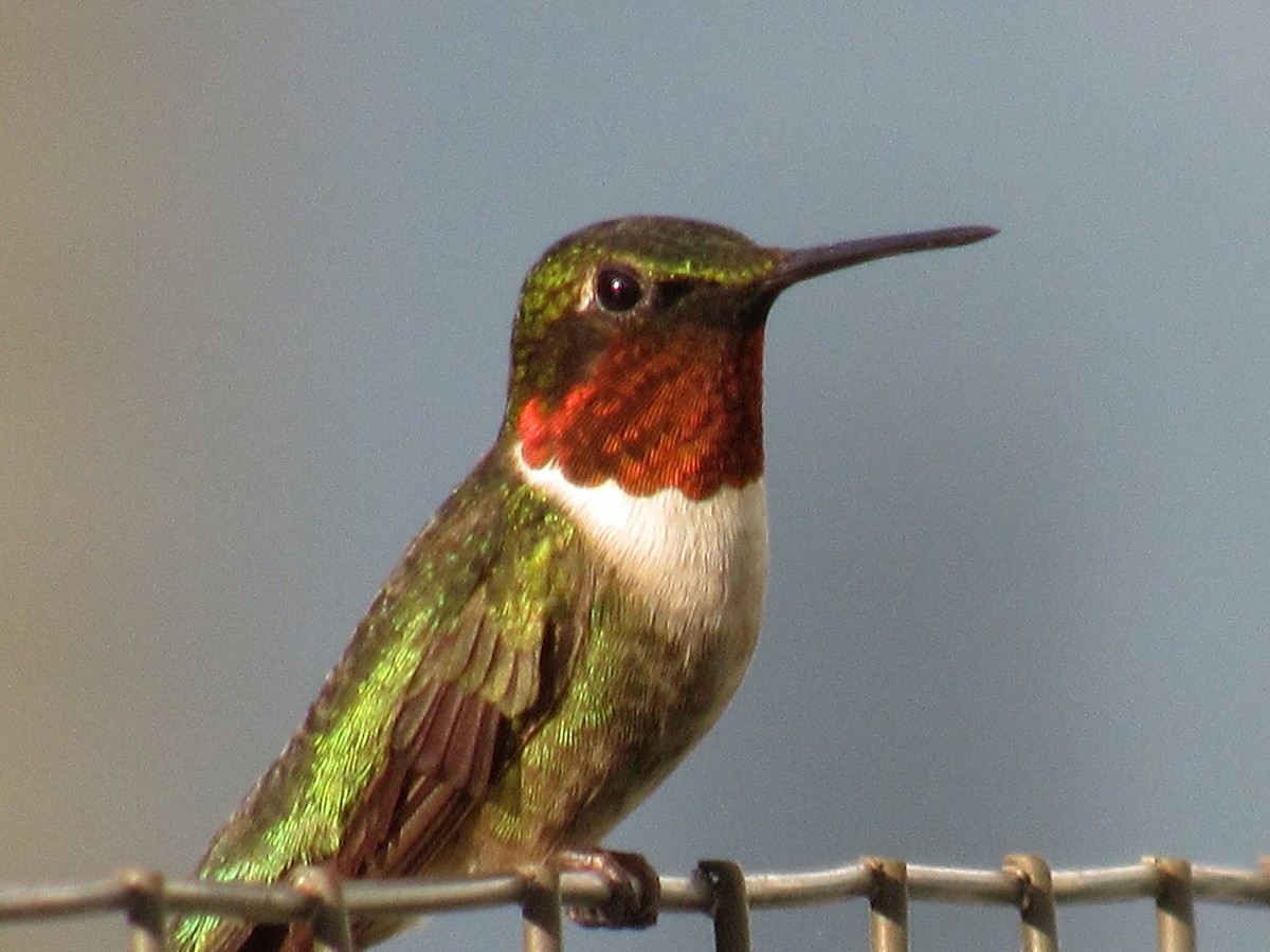 Ruby-throated Hummingbird - Darline Alix