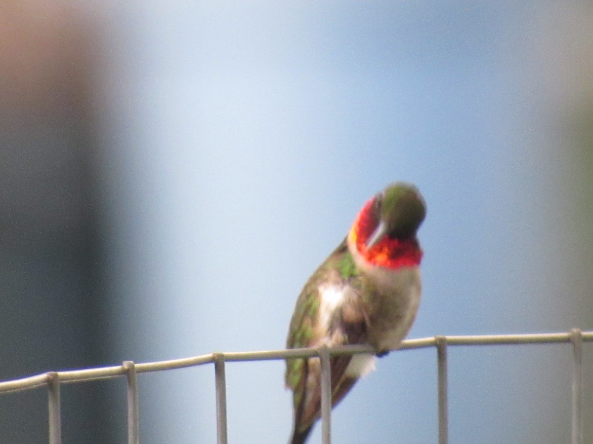 Ruby-throated Hummingbird - ML620891600