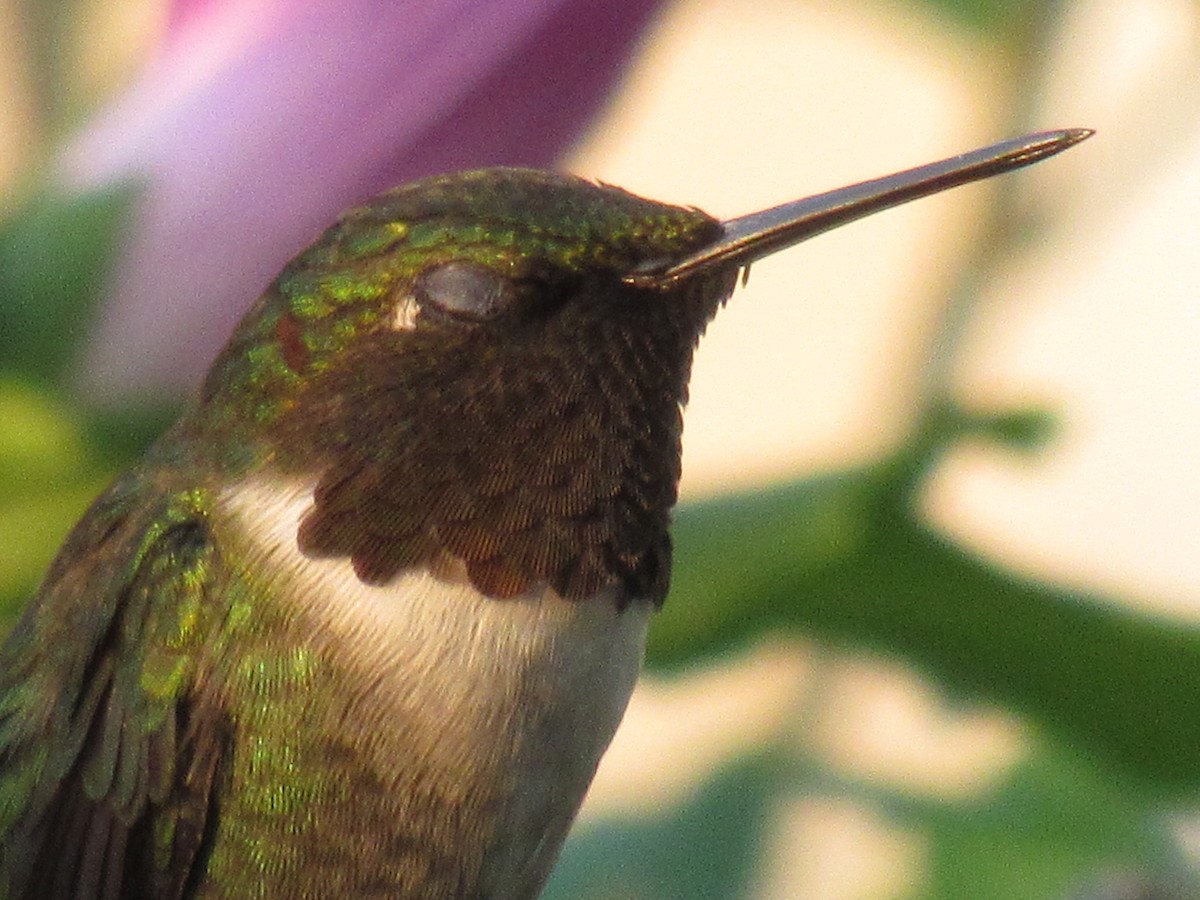 Colibri à gorge rubis - ML620891601