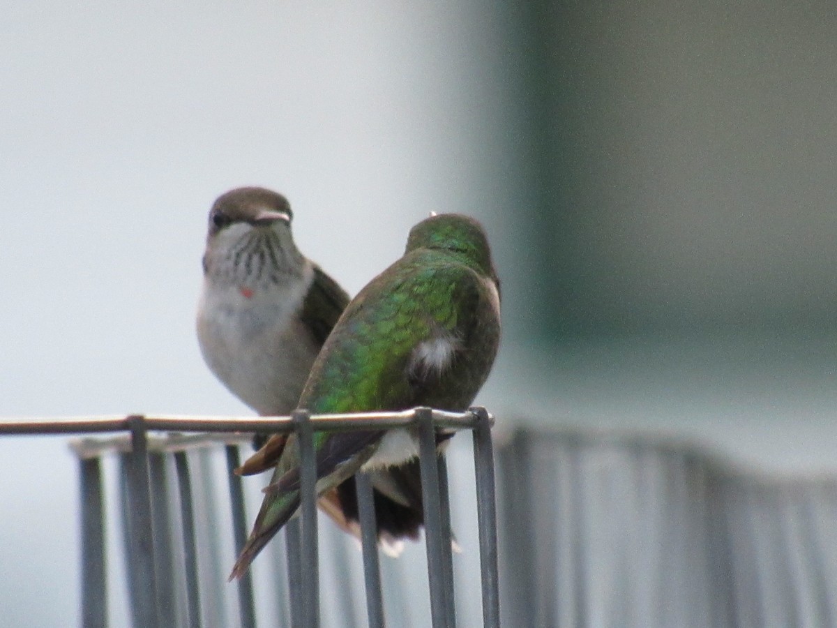 Ruby-throated Hummingbird - ML620891603