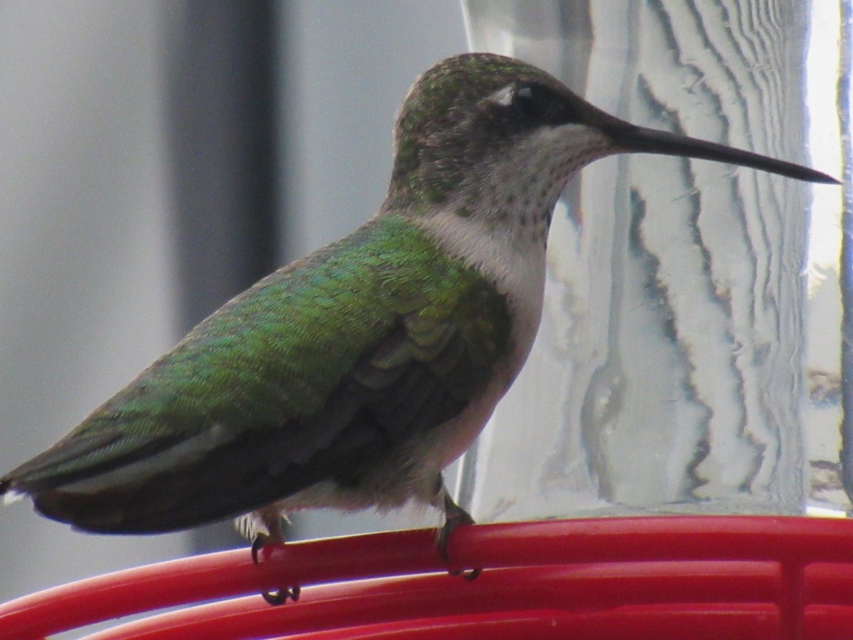 Colibri à gorge rubis - ML620891604