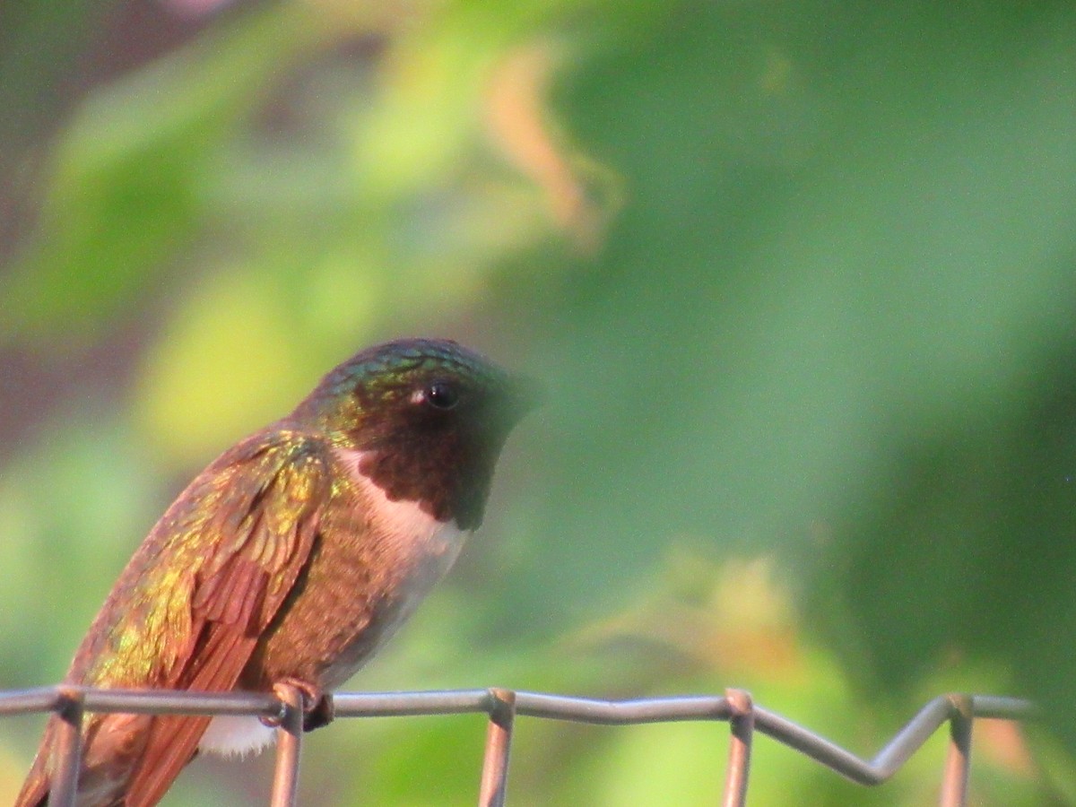 Colibri à gorge rubis - ML620891605