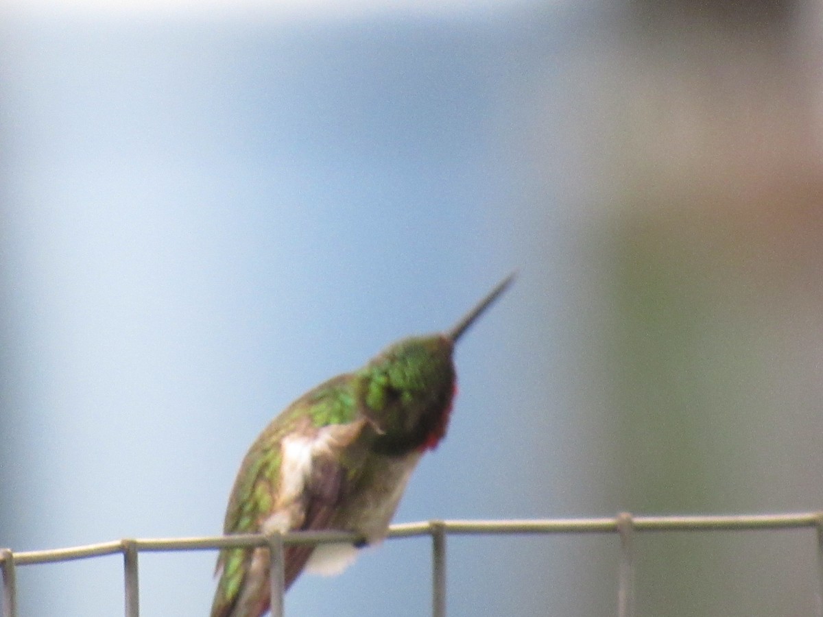 Colibri à gorge rubis - ML620891606