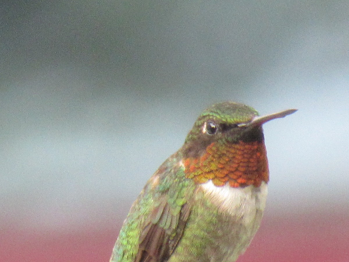 Colibri à gorge rubis - ML620891607