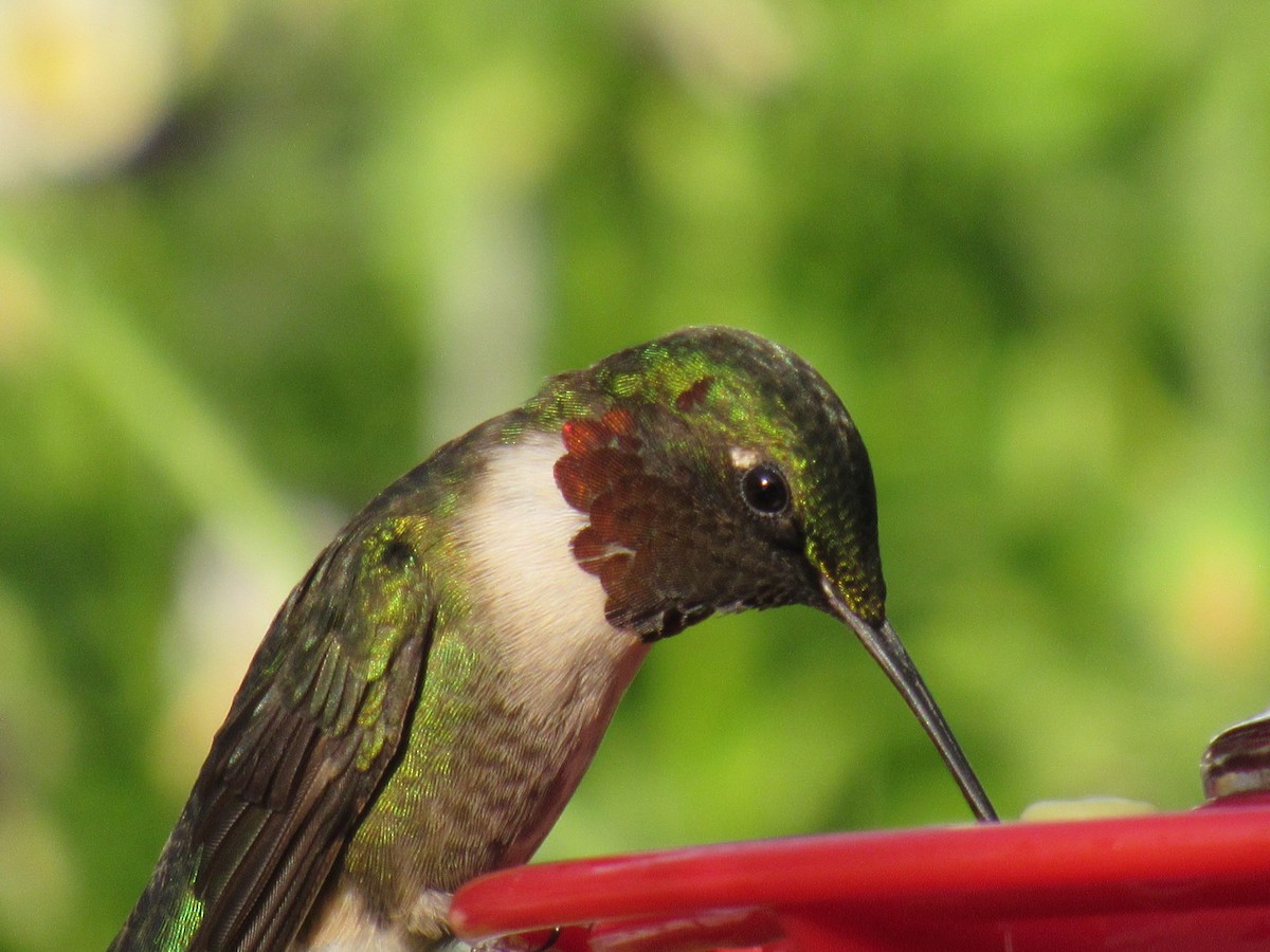 Ruby-throated Hummingbird - ML620891608