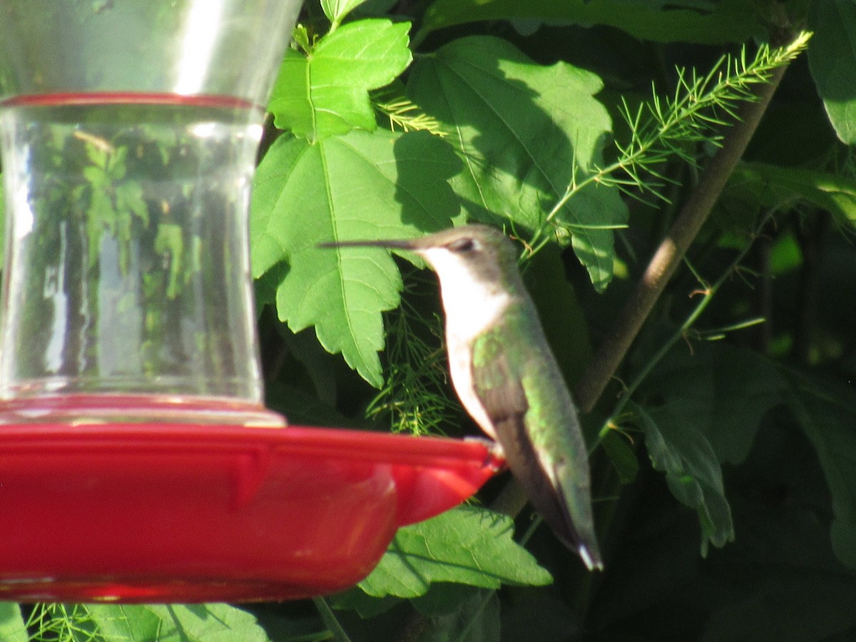 Ruby-throated Hummingbird - ML620891609