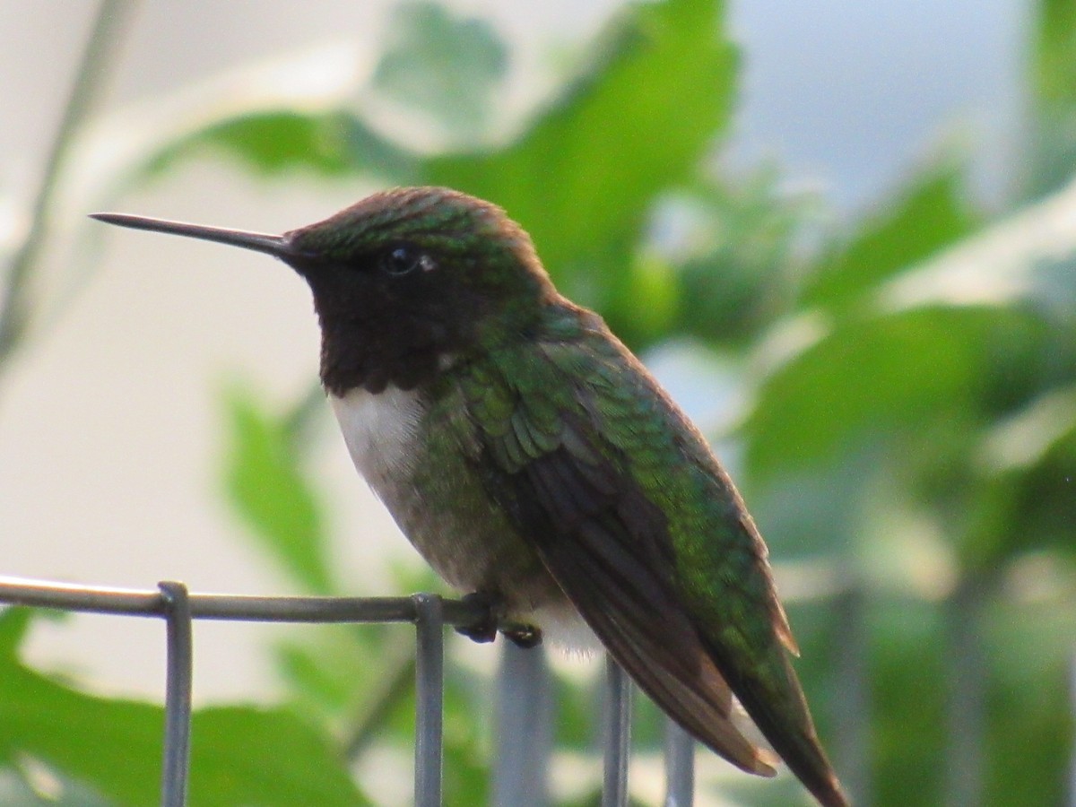 Colibri à gorge rubis - ML620891610