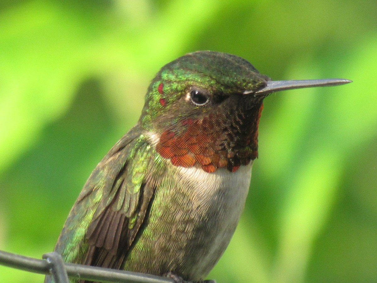 Colibri à gorge rubis - ML620891611