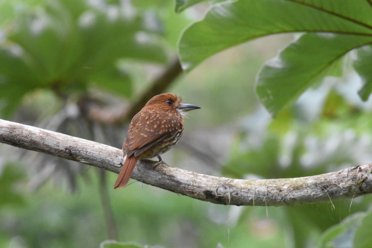 White-whiskered Puffbird - ML620891613