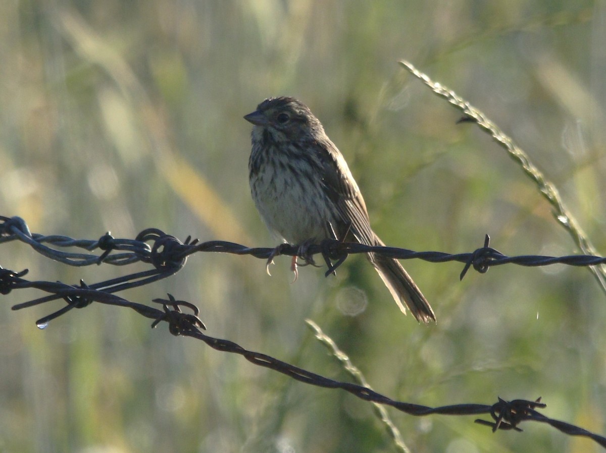 Song Sparrow - ML620891615