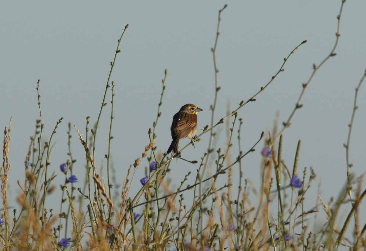 Dickcissel - ML620891617