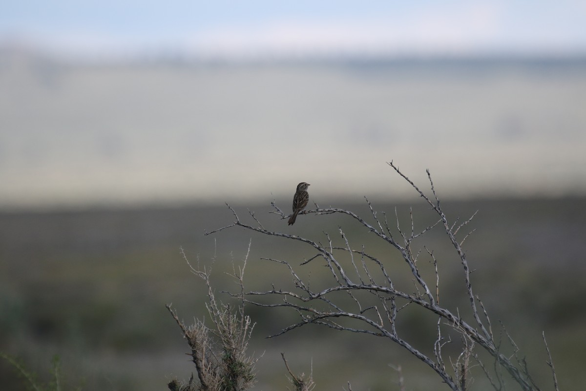 Brewer's Sparrow - ML620891618