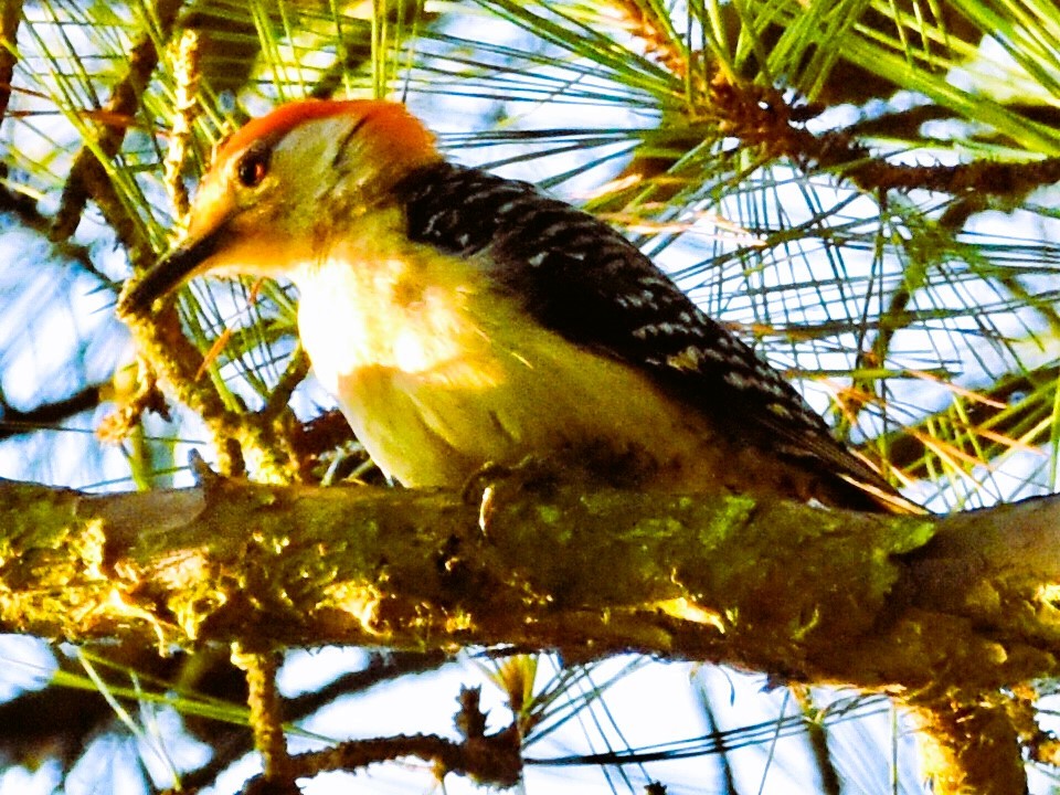 Red-bellied Woodpecker - ML620891619